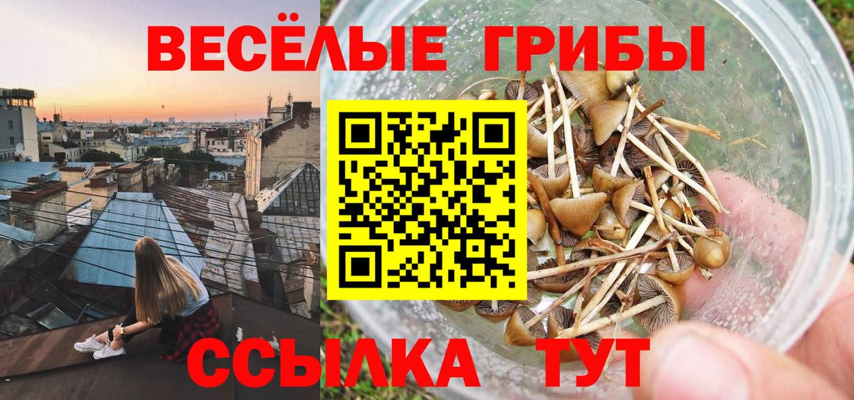Ленинск-Кузнецкий  Псилоцибиновые грибы Cubensis  Вход с VPN  Псилоцибиновые грибы Cubensis 